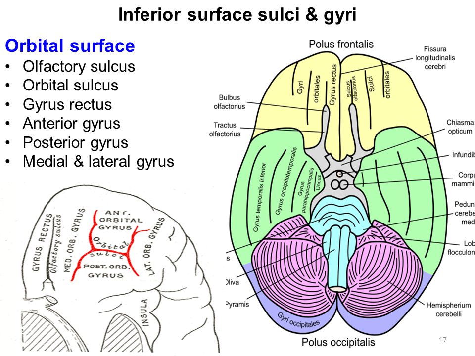sulci