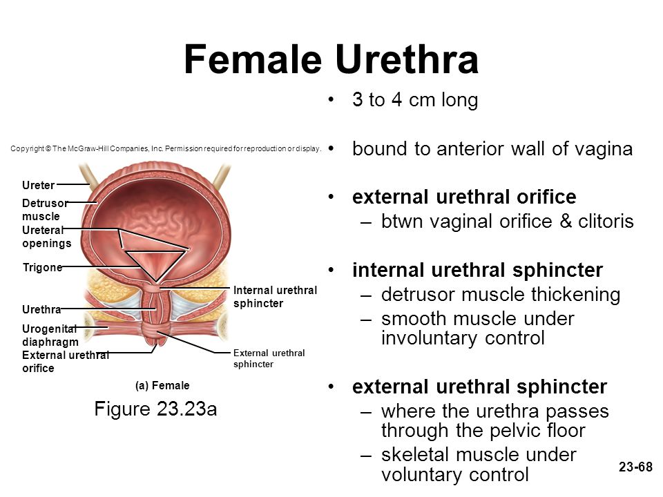 Nurse stretches slave urethra with