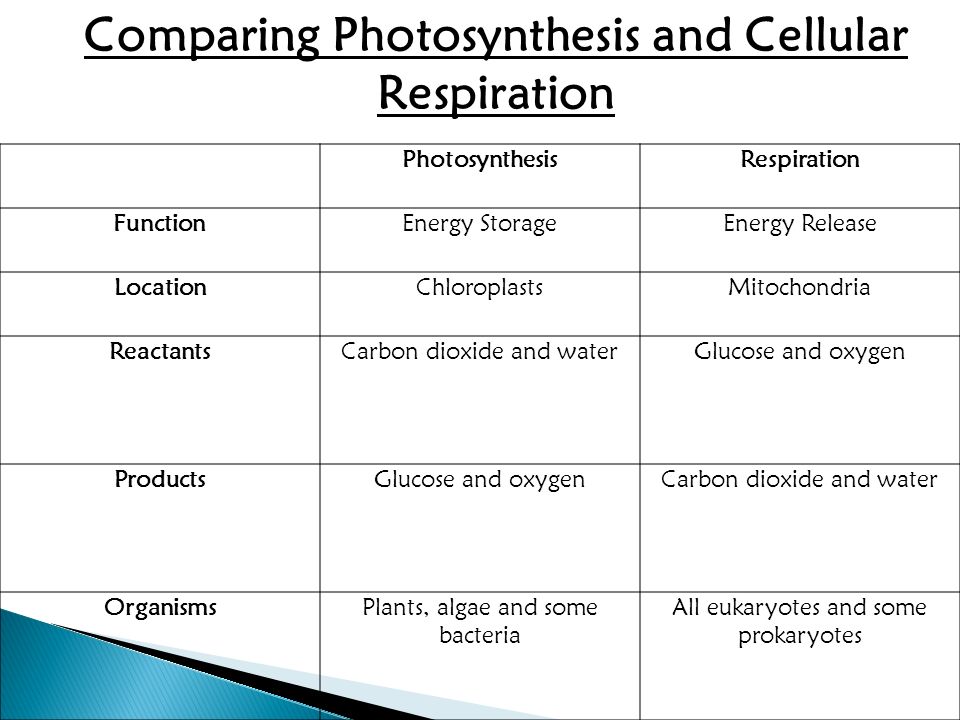 compare photosynthesis and cellular respiration