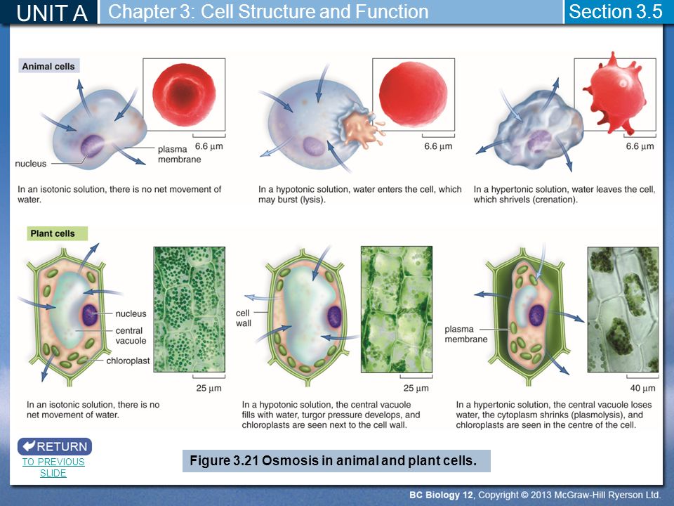 cell membrane and function Learn about how phospholipids form the cell membrane, and what types of molecules can passively diffuse thorugh the membrane by william tsai. cell membrane and function Learn about how phospholipids form the cell membrane, and what types of molecules can passively diffuse thorugh the membrane by william tsai.