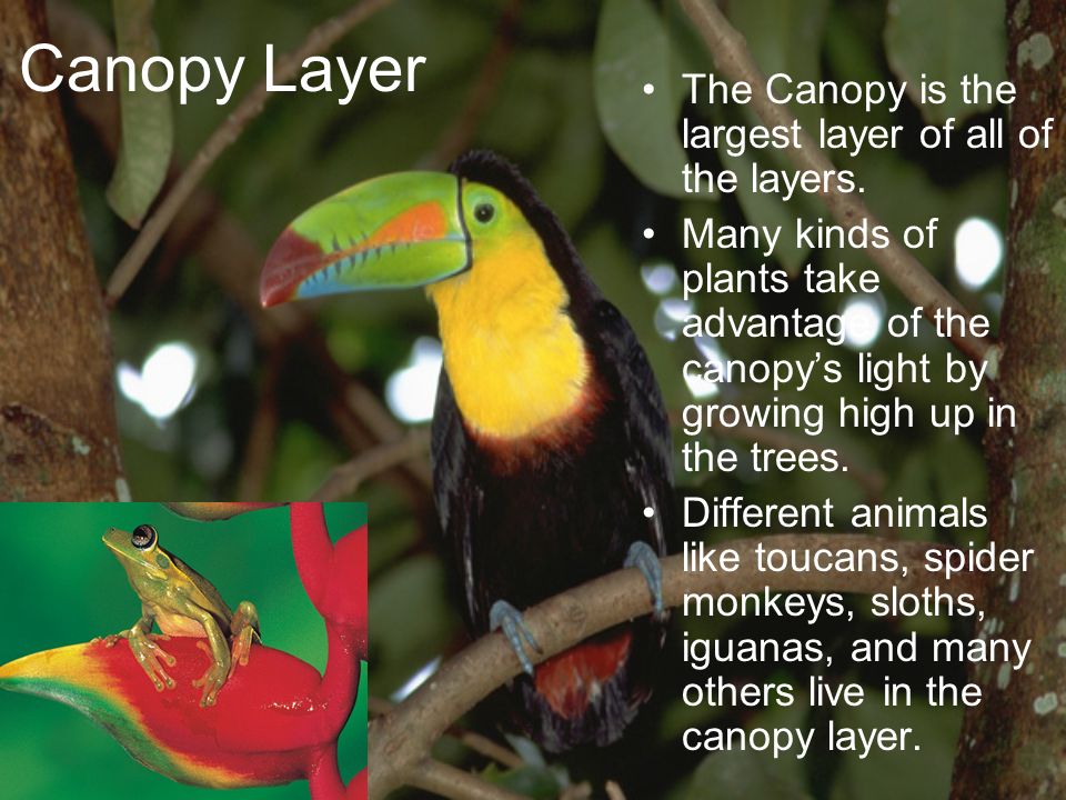 canopy layer,emergent layer canopy layer the canopy is the largest layer of all of the