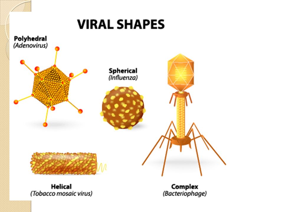 a comprehensive analysis of the viruses complex molecules or simple life forms As subcellular life forms are many of the coat protein sequences of apparently unrelated viruses that infect all 3 domains of life analysis of chimaeras. a comprehensive analysis of the viruses complex molecules or simple life forms As subcellular life forms are many of the coat protein sequences of apparently unrelated viruses that infect all 3 domains of life analysis of chimaeras.
