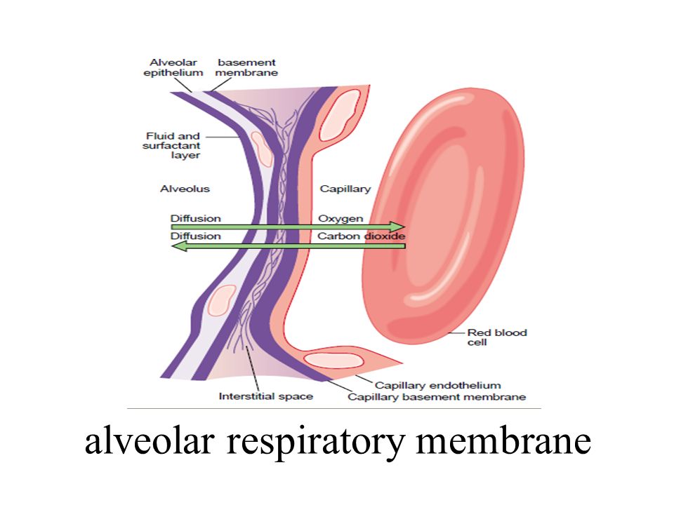 Respiratory Membrane