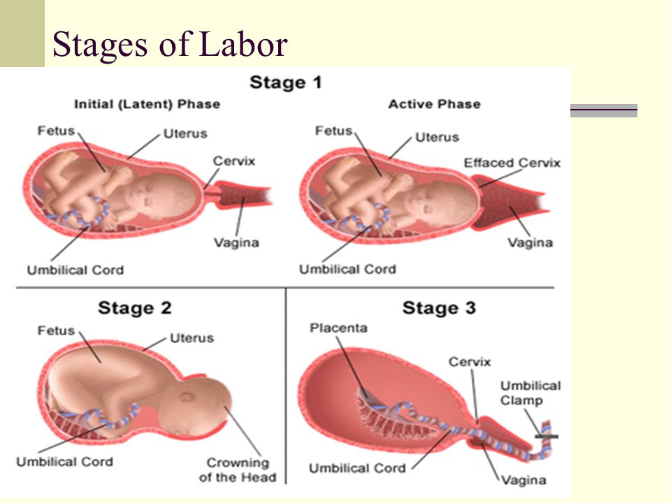 labor stages