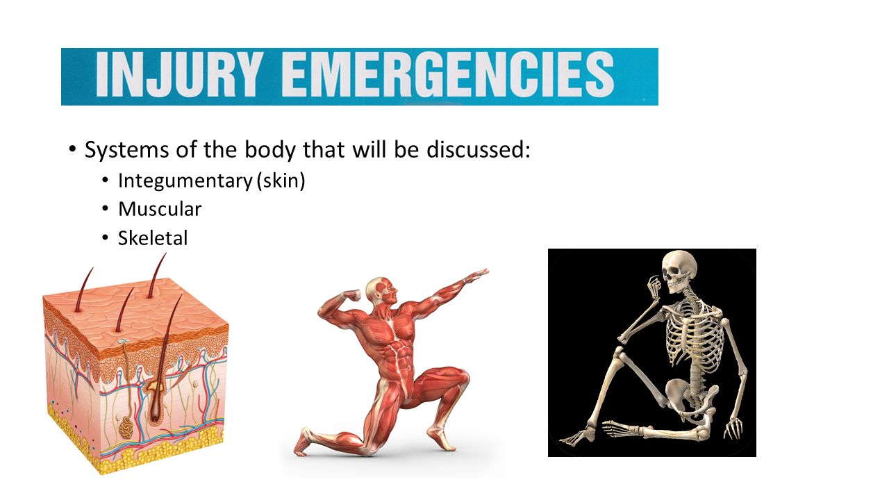 the integumentary system chapter 7 review sheet the integumentary system chapter 7 review sheet