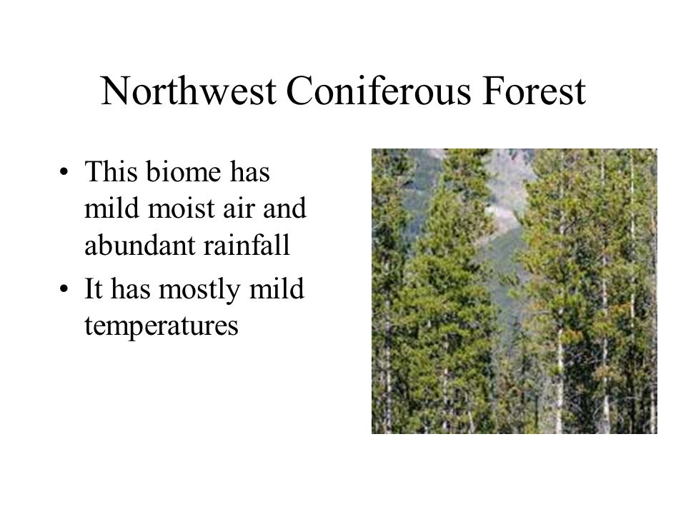 Northwest Coniferous Forest This biome has mild moist air and abundant rainfall It has mostly mild temperatures
