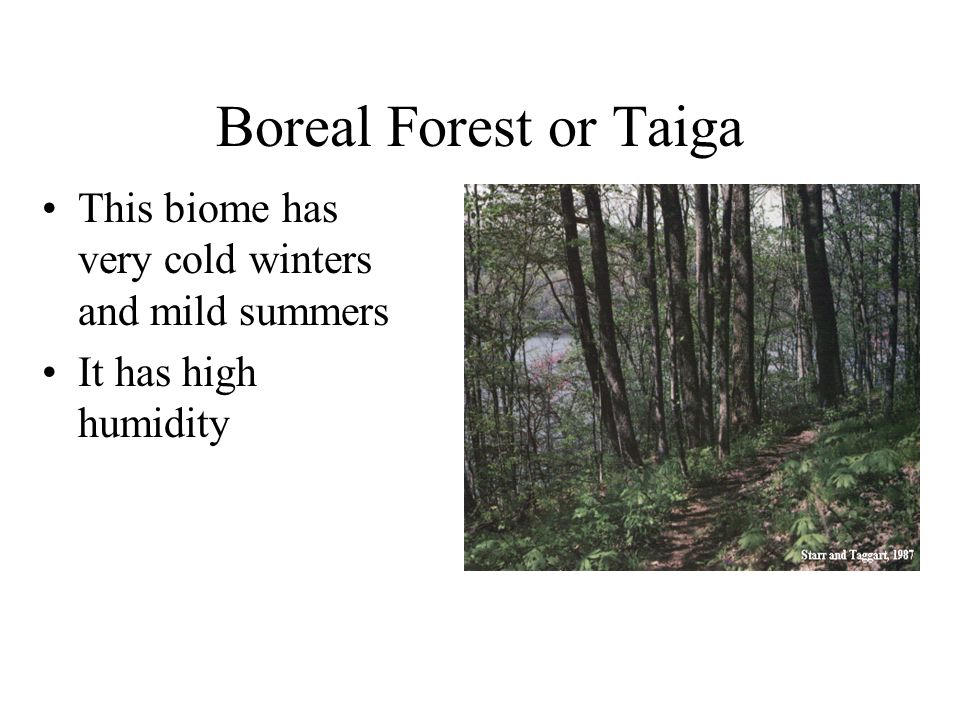 Boreal Forest or Taiga This biome has very cold winters and mild summers It has high humidity