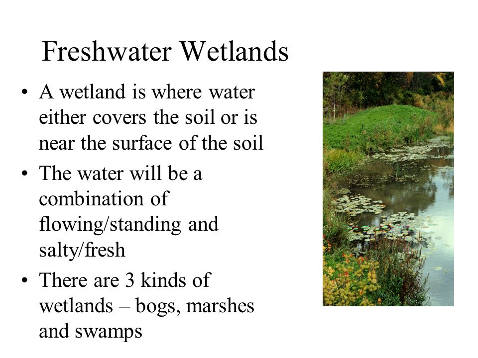 Freshwater Wetlands A wetland is where water either covers the soil or is near the surface of the soil The water will be a combination of flowing/standing and salty/fresh There are 3 kinds of wetlands – bogs, marshes and swamps
