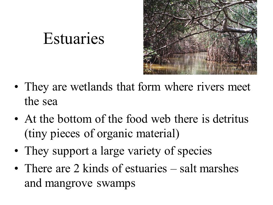 Estuaries They are wetlands that form where rivers meet the sea At the bottom of the food web there is detritus (tiny pieces of organic material) They support a large variety of species There are 2 kinds of estuaries – salt marshes and mangrove swamps
