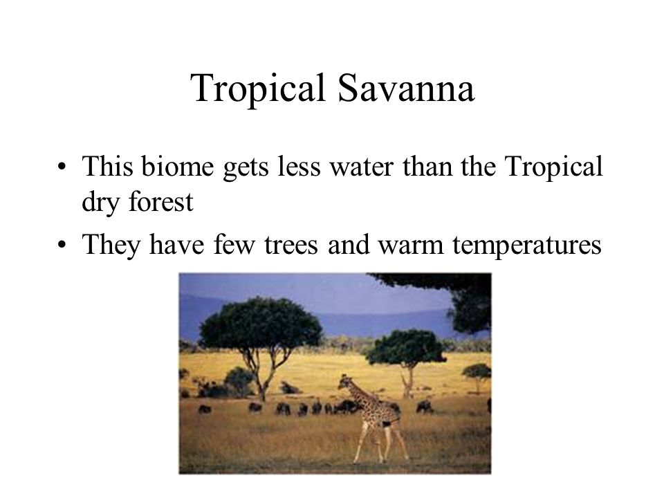 Tropical Savanna This biome gets less water than the Tropical dry forest They have few trees and warm temperatures