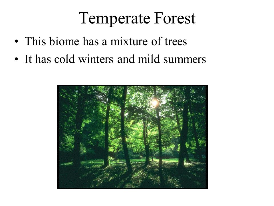 Temperate Forest This biome has a mixture of trees It has cold winters and mild summers