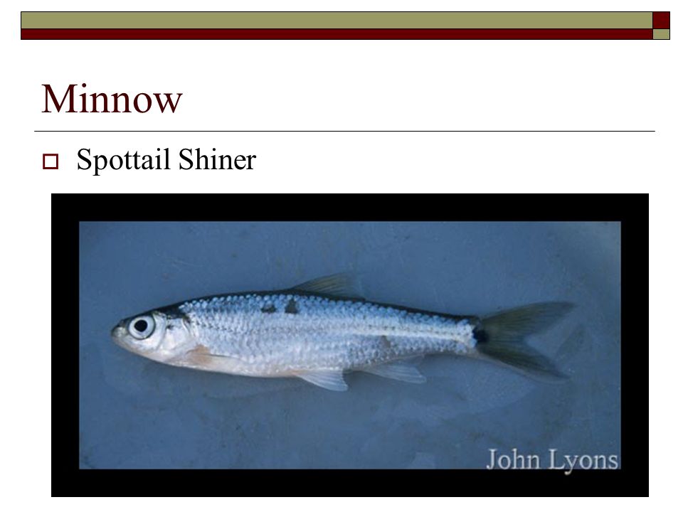 Stoneroller fish diet