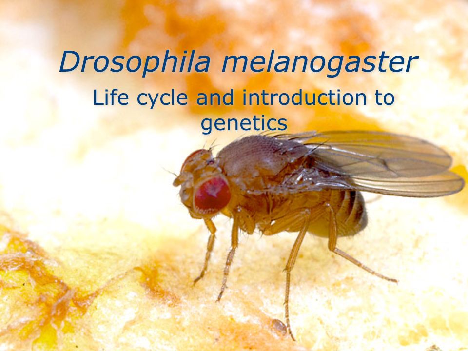 Drosophila melanogaster Life cycle and introduction to genetics