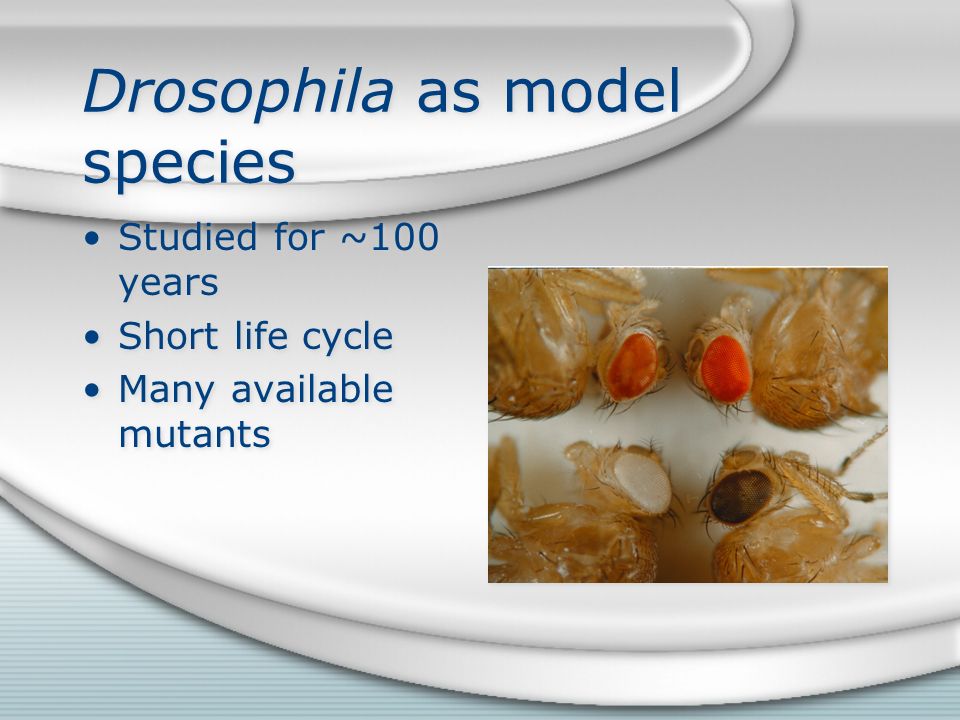 Drosophila as model species Studied for ~100 years Short life cycle Many available mutants Studied for ~100 years Short life cycle Many available mutants