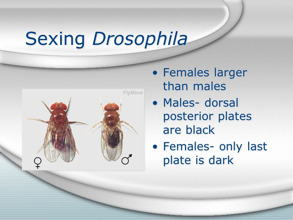 Sexing Drosophila Females larger than males Males- dorsal posterior plates are black Females- only last plate is dark