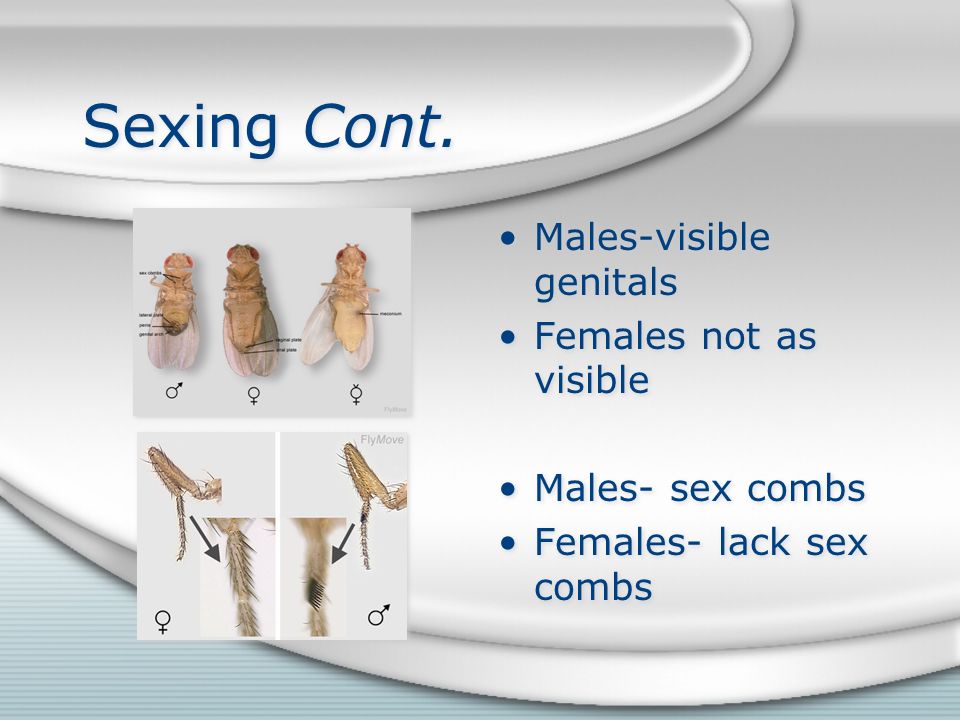 Sexing Cont. Males-visible genitals Females not as visible Males- sex combs Females- lack sex combs
