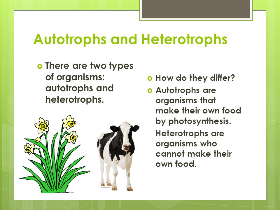 heterotrophic organisms