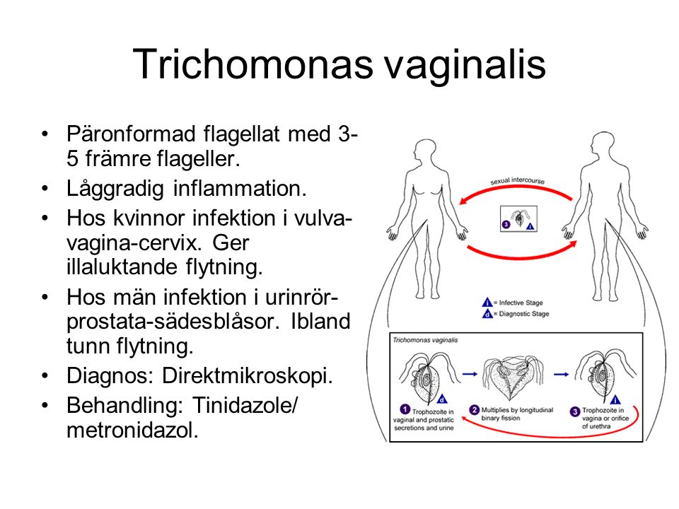 svamp i urinröret symptom svamp i urinröret symptom