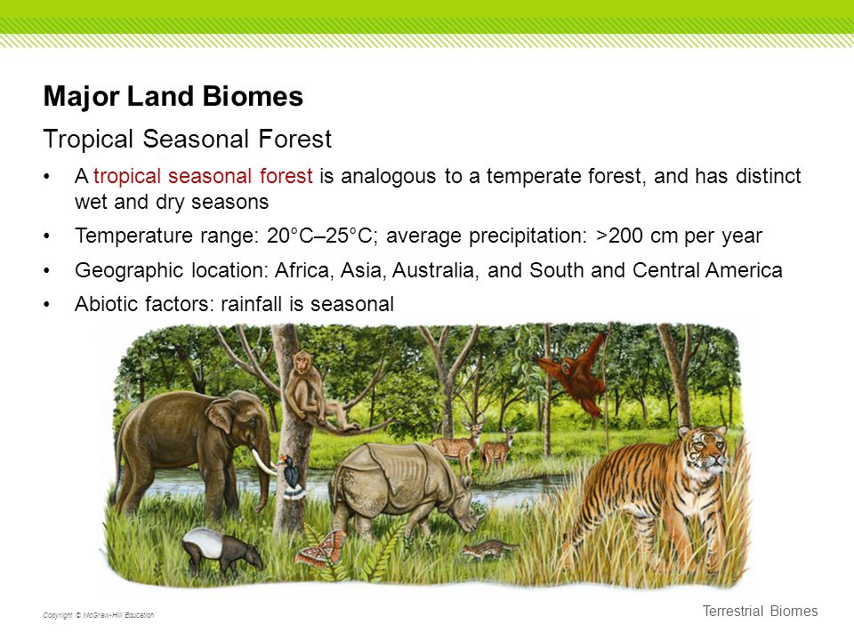 tropical seasonal forest