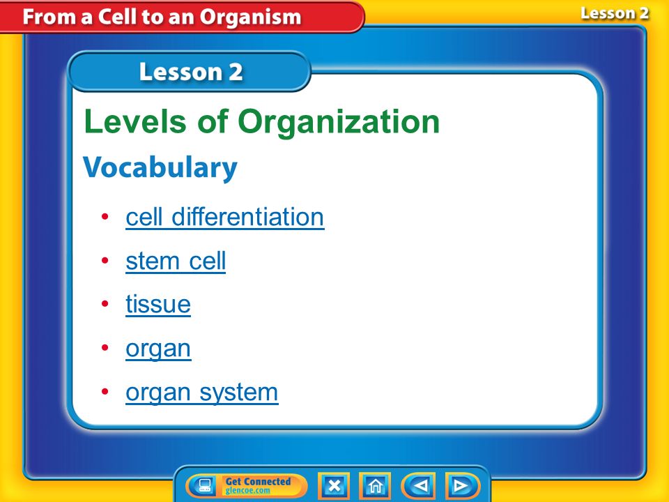 What is a group of cells that carry out a certain job called?