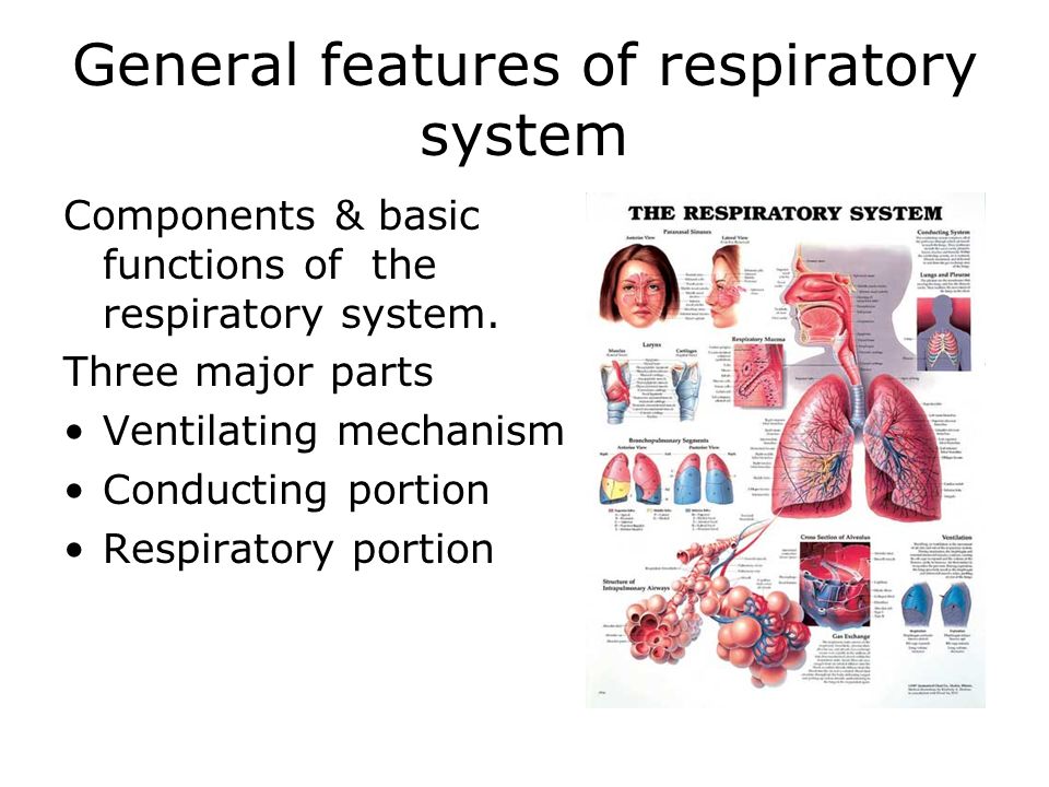 parts functions of the respiratory What is the respiratory system definition, facts, human respiratory system diagram, pictures menu upper respiratory tract lower respiratory tract glossary the. parts functions of the respiratory What is the respiratory system definition, facts, human respiratory system diagram, pictures menu upper respiratory tract lower respiratory tract glossary the.