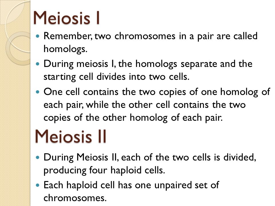 Meiosis I Remember, two chromosomes in a pair are called homologs.