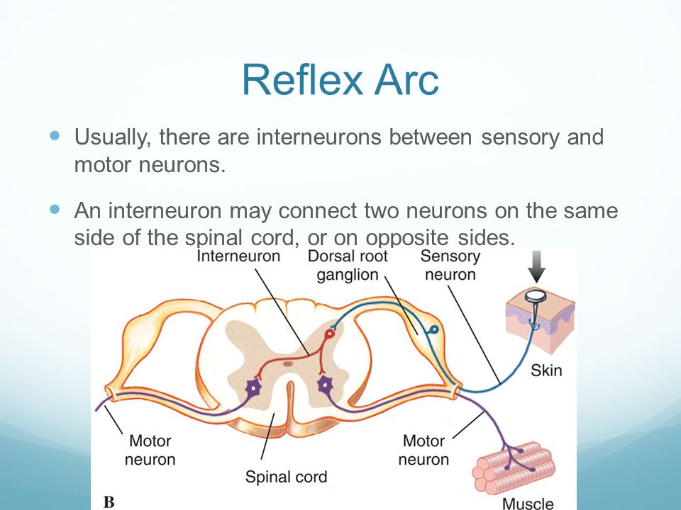 what type of sensory neuron would likely respond to the green light The reflex arc how a stimulus receptor cells of your eyes are stimulated by light the response •when the receptor is stimulated • a sensory neuron carries. what type of sensory neuron would likely respond to the green light The reflex arc how a stimulus receptor cells of your eyes are stimulated by light the response •when the receptor is stimulated • a sensory neuron carries.