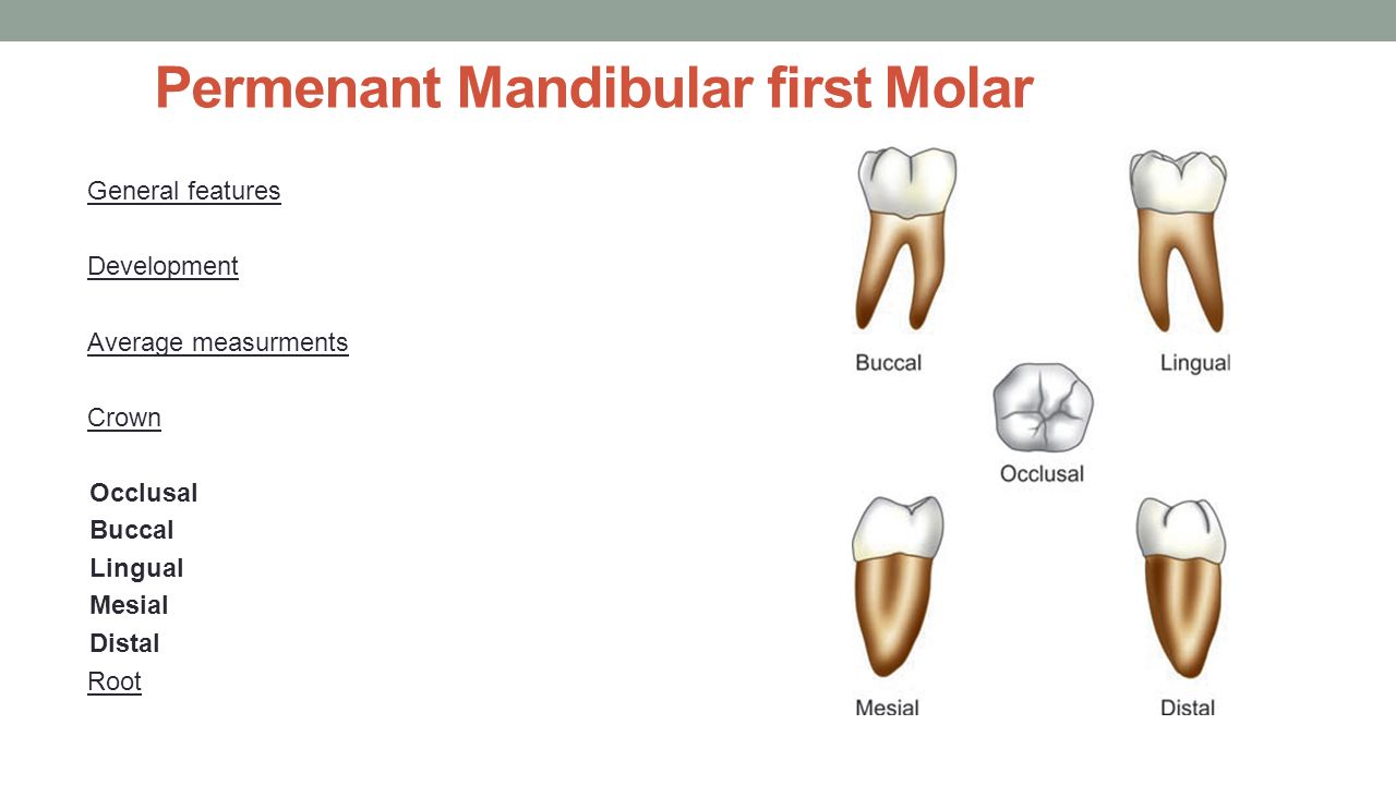 mandibular first molar