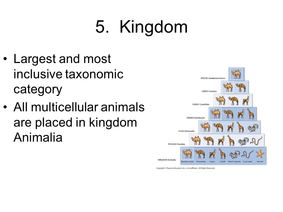 Worksheets Taxonomy Biology4isc taxonomic kingdoms more information presentation classificationclassification alan d morales m ed 1 taxonomy and phylogeny biology4isc chapter 18 classification