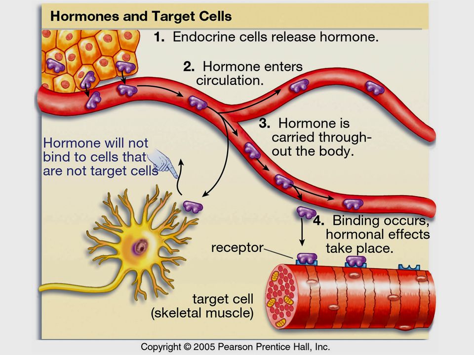 Hormones released during orgasm