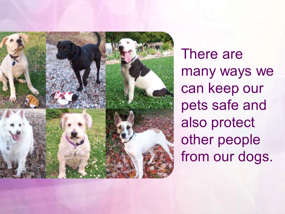 There are many ways we can keep our pets safe and also protect other people from our dogs.