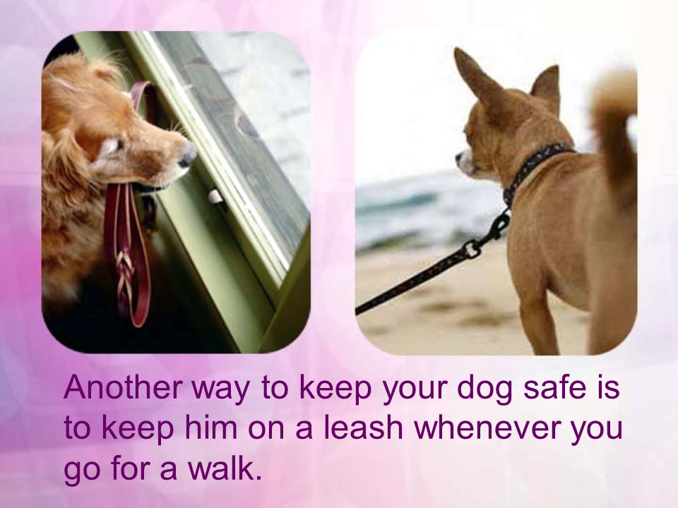 Another way to keep your dog safe is to keep him on a leash whenever you go for a walk.