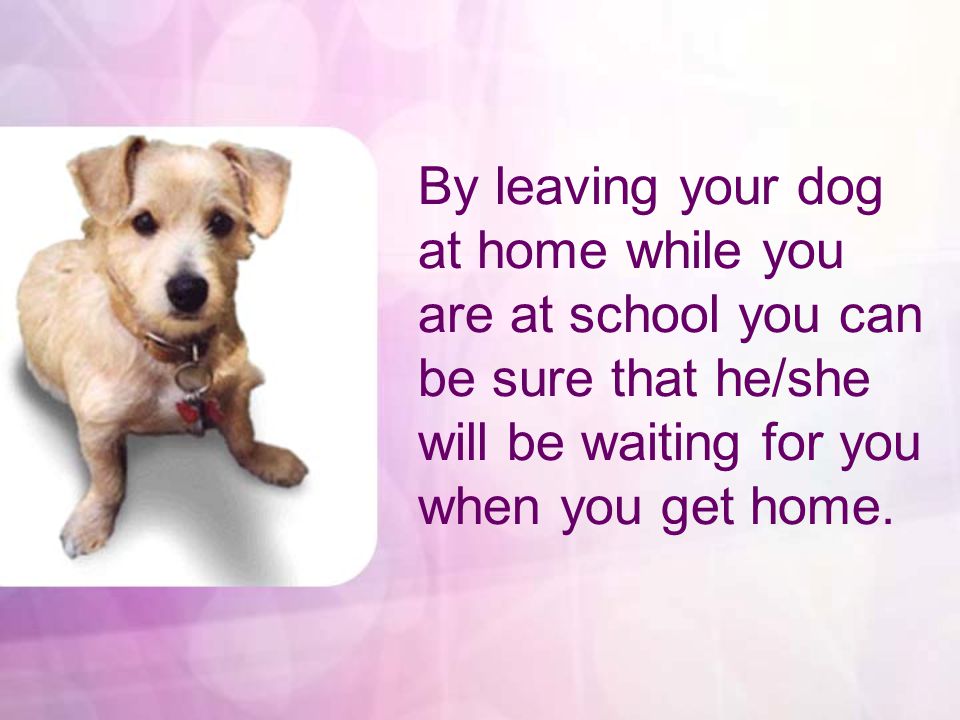 By leaving your dog at home while you are at school you can be sure that he/she will be waiting for you when you get home.