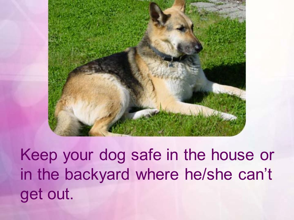 Keep your dog safe in the house or in the backyard where he/she cant get out.