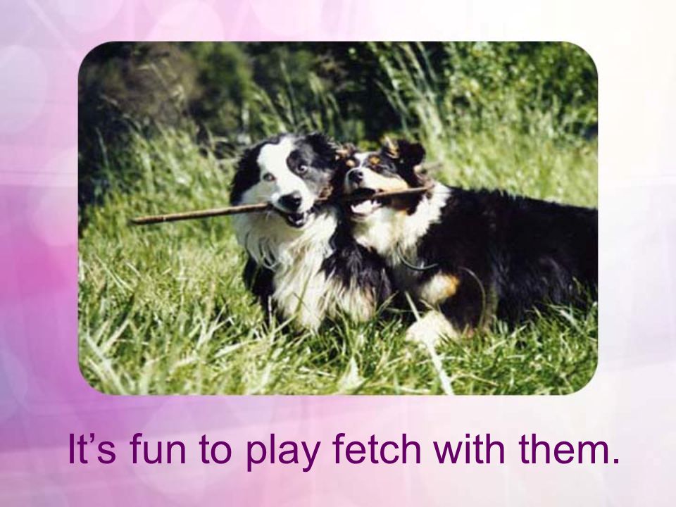 Its fun to play fetch with them.