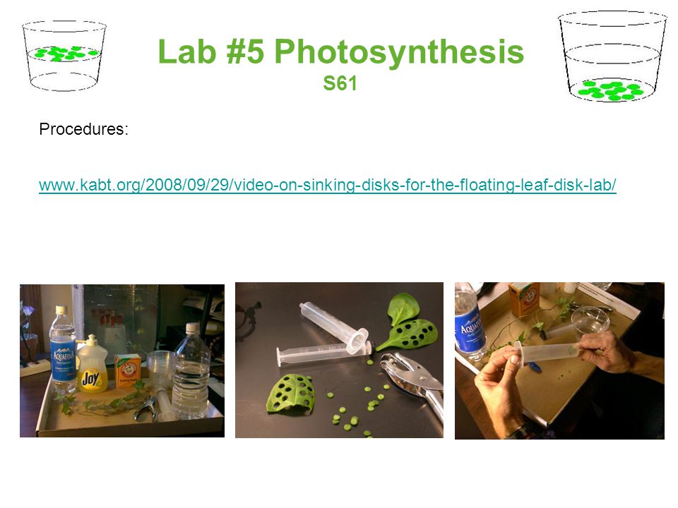 biology photosynthesis lab biology photosynthesis lab