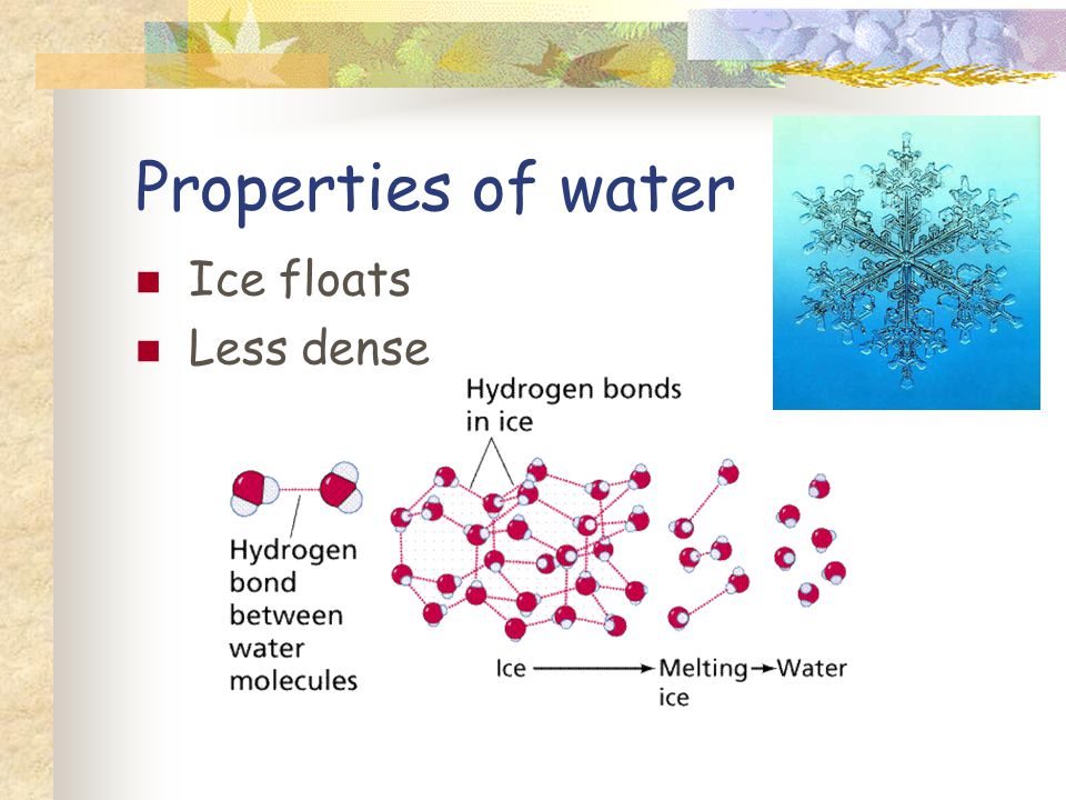 Properties of water Ice floats Less dense