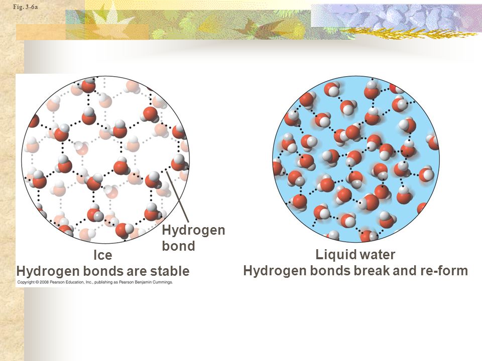 Fig. 3-6a Hydrogen bond Liquid water Hydrogen bonds break and re-form Ice Hydrogen bonds are stable