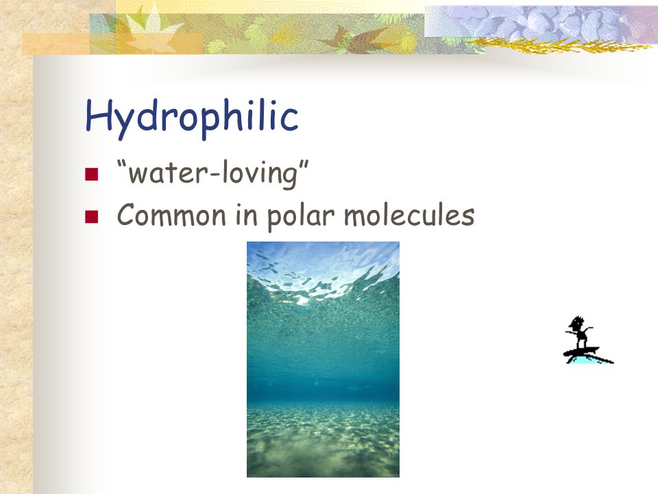 Hydrophilic water-loving Common in polar molecules