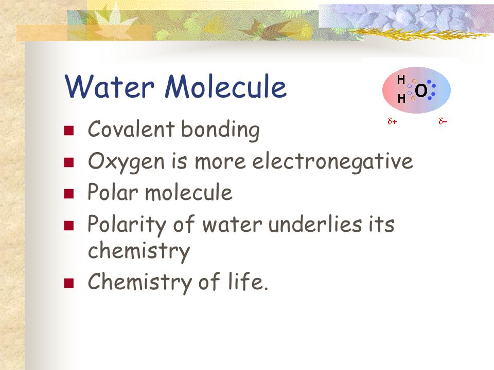 Water Molecule Covalent bonding Oxygen is more electronegative Polar molecule Polarity of water underlies its chemistry Chemistry of life.