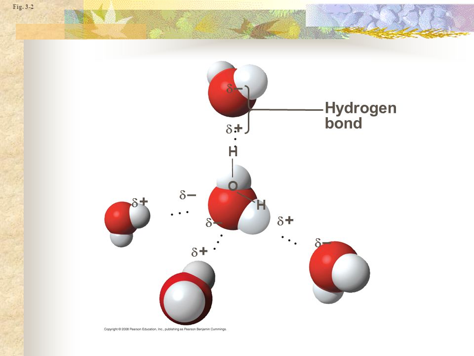 Fig. 3-2 Hydrogen bond – H + H O – – –
