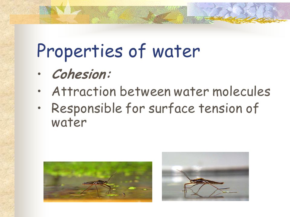 Properties of water Cohesion: Attraction between water molecules Responsible for surface tension of water