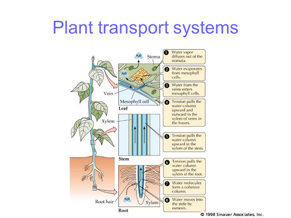 Ap biology plant essay