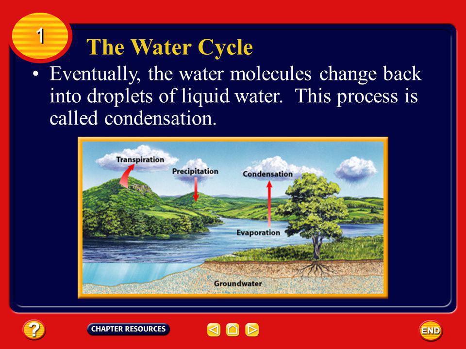 The Water Cycle 1 1 Water also is transferred into the atmosphere from plant leaves in a process called transpiration.
