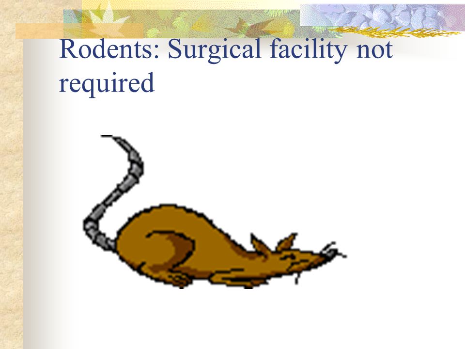 Non rodents: Dedicated surgical facility