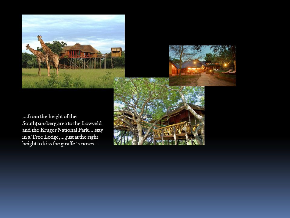 ….from the height of the Southpansberg area to the Lowveld and the Kruger National Park….stay in a Tree Lodge,….just at the right height to kiss the giraffe`s noses…