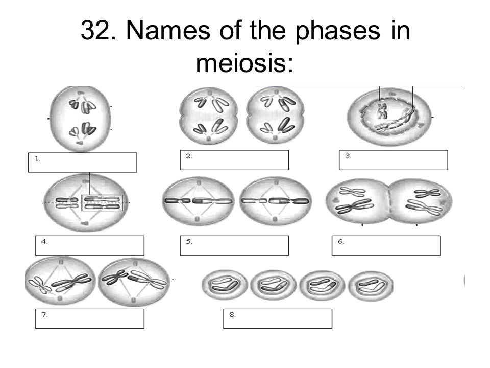 Printables Meiosis Worksheets meiosis worksheets davezan phases of worksheet answers intrepidpath