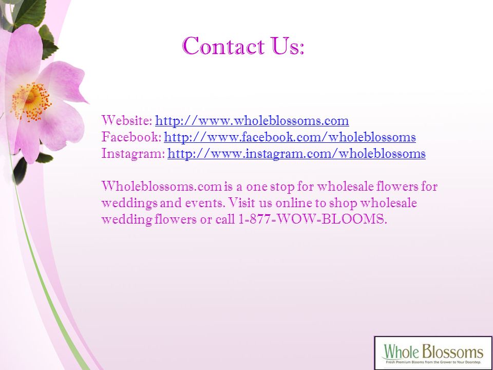 Contact Us: Website:   Facebook:   Instagram:   Wholeblossoms.com is a one stop for wholesale flowers for weddings and events.