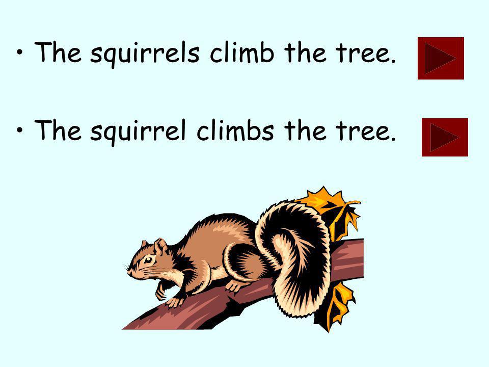 The squirrels climb the tree. The squirrel climbs the tree.