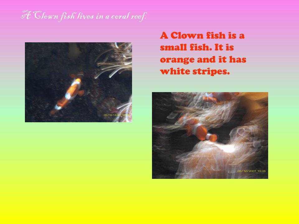 A Clown fish is a small fish. It is orange and it has white stripes.
